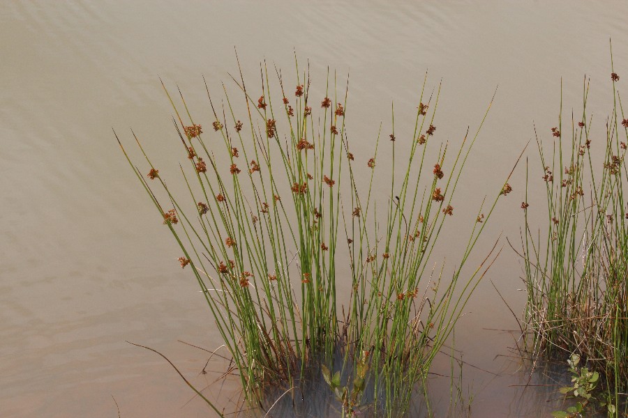 Juncus effusus 1