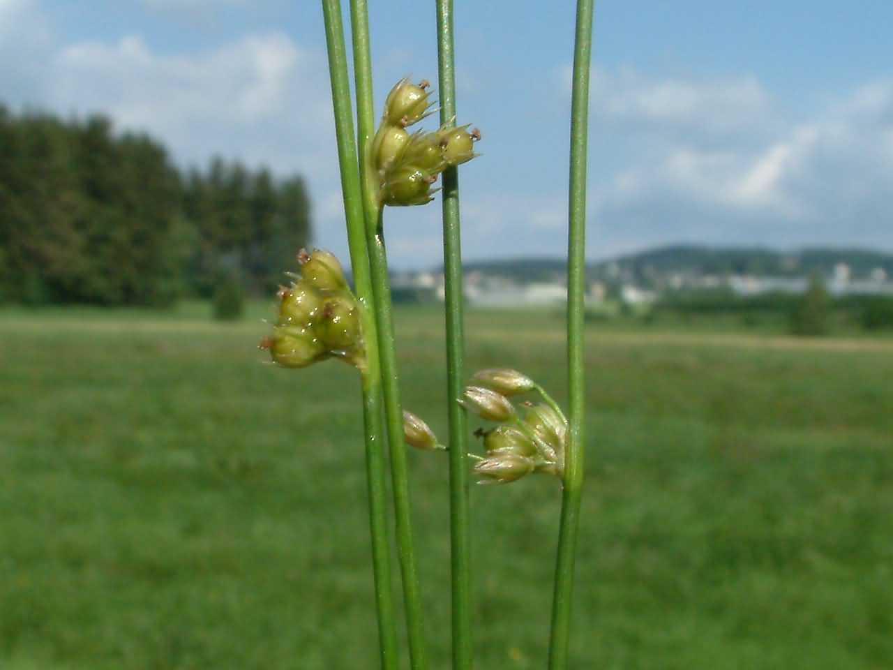 Juncus filiformis 1