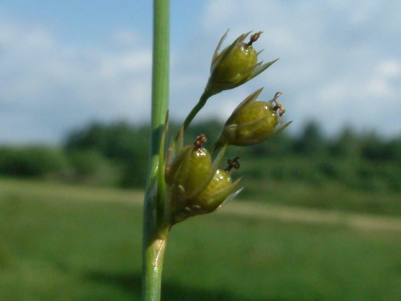 Juncus filiformis 2