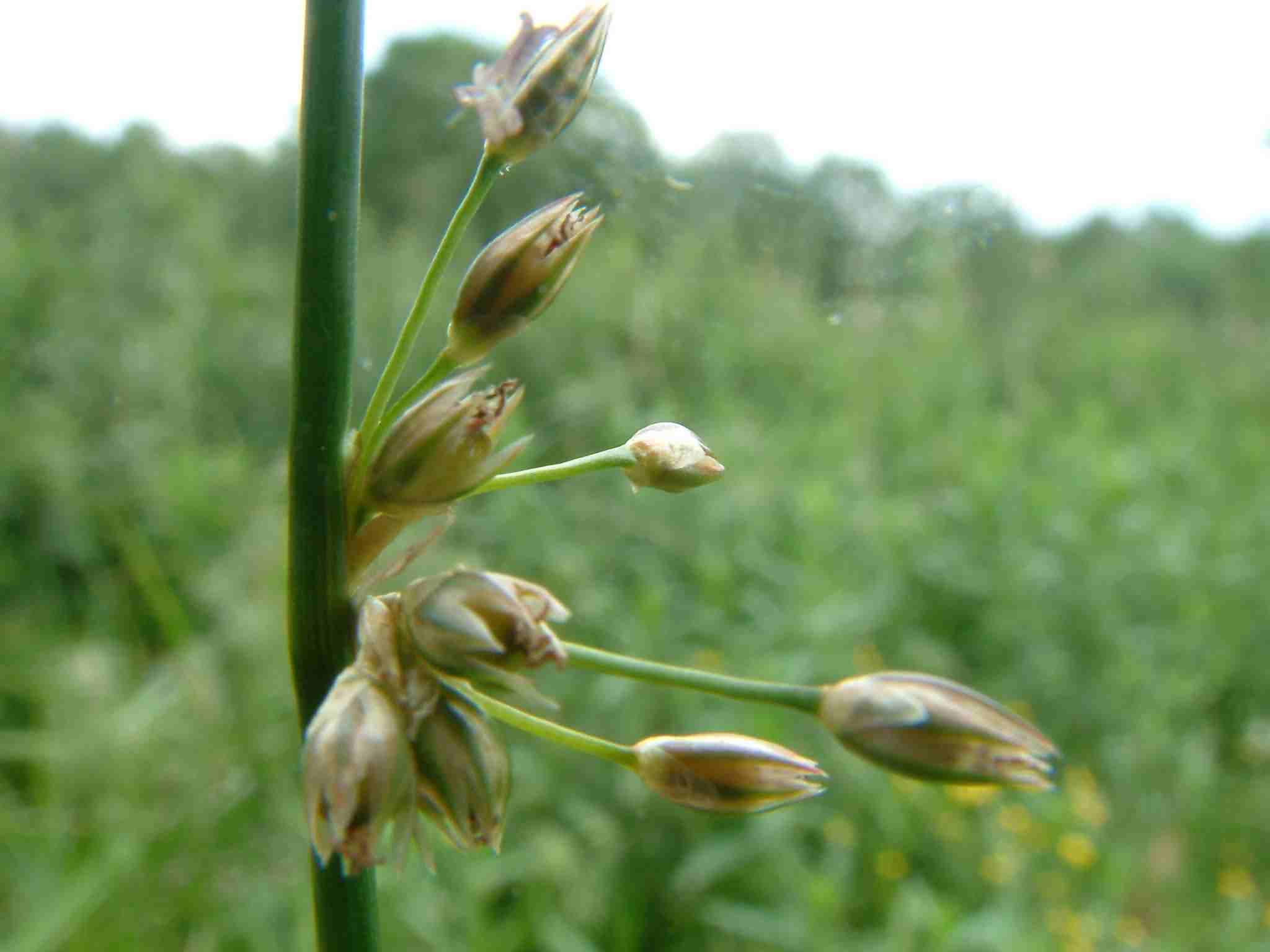 Juncus filiformis 3