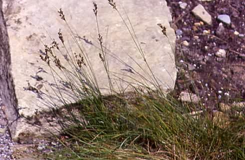 Juncus gerardii 1