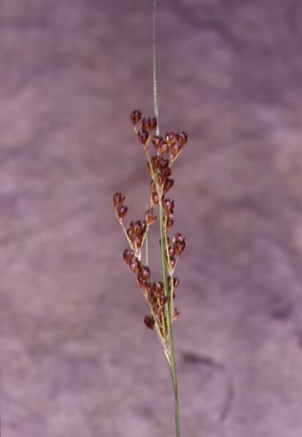 Juncus gerardii 2