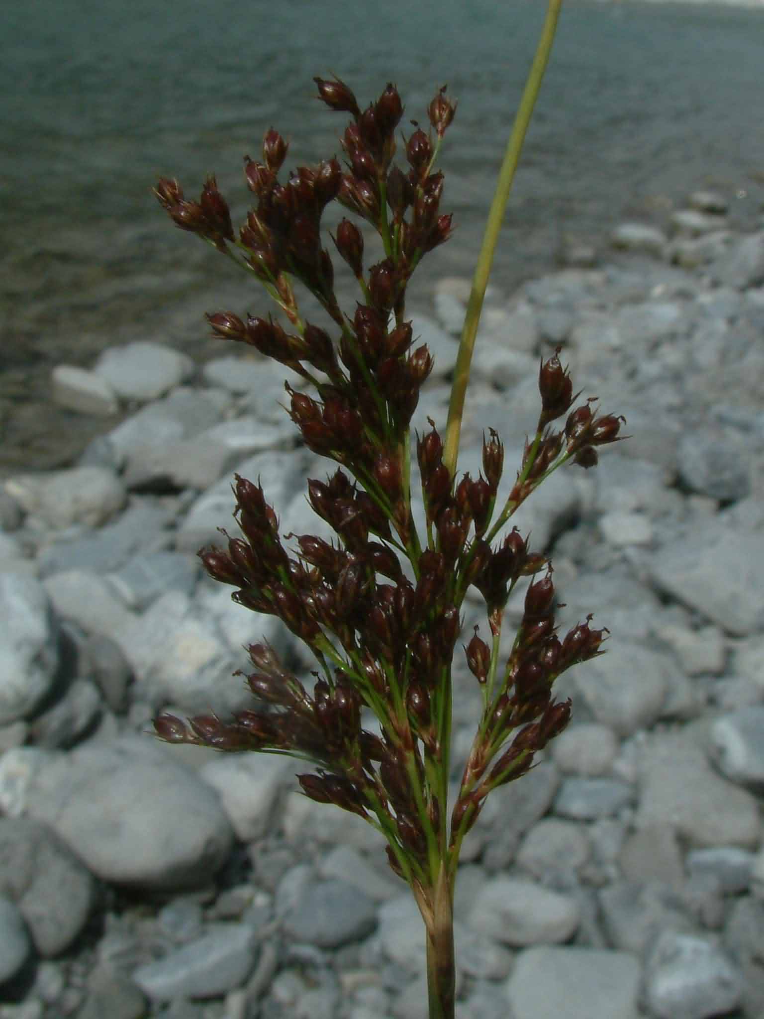 Juncus inflexus 2