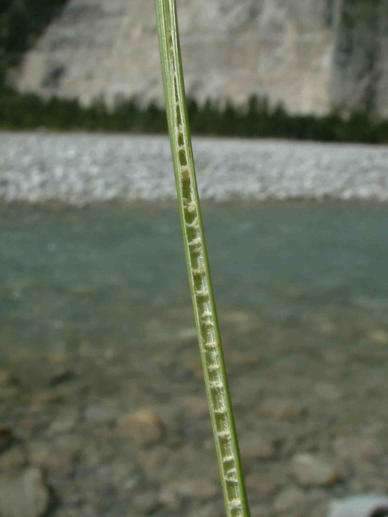 Juncus inflexus 3