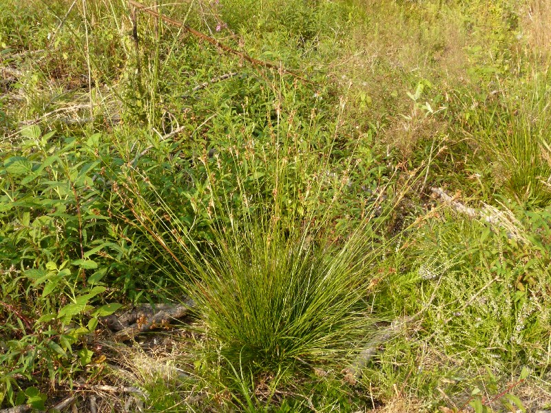 Juncus squarrosus 1