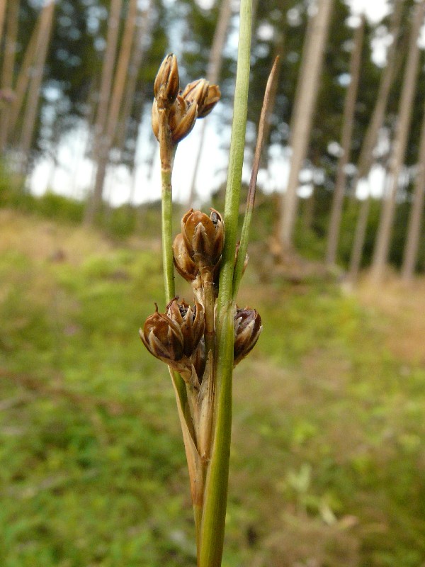 Juncus squarrosus 2