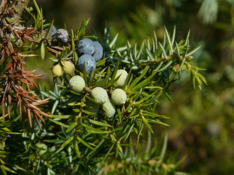 Juniperus communis 2