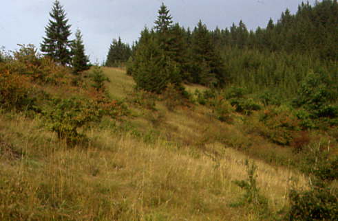 Halbtrockenrasen verbuscht bei Oberrodach