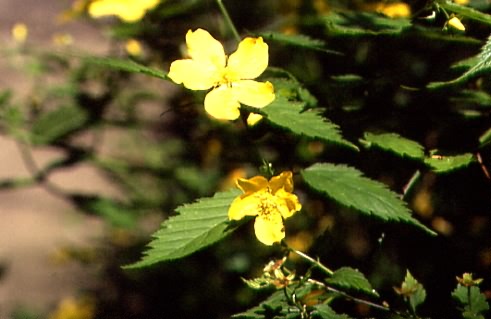 Kerria japonica 2