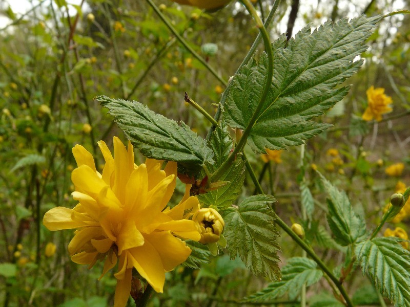 Kerria japonica 1