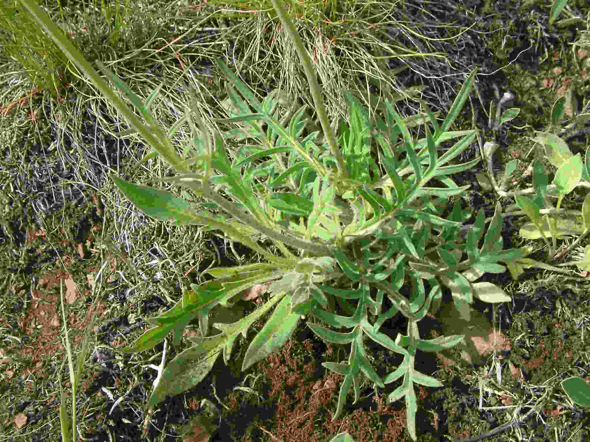 Knautia arvensis 2