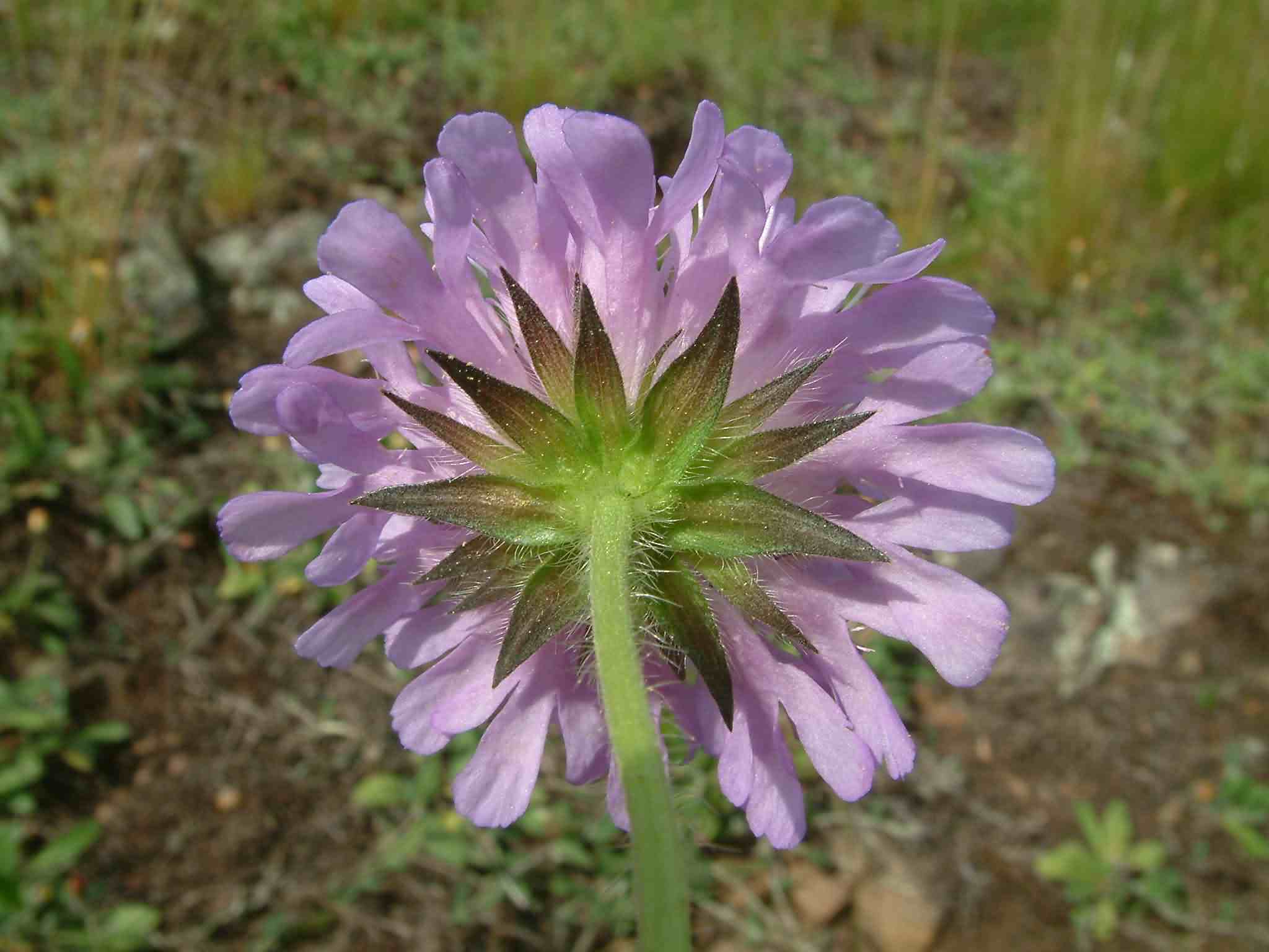 Knautia arvensis 3