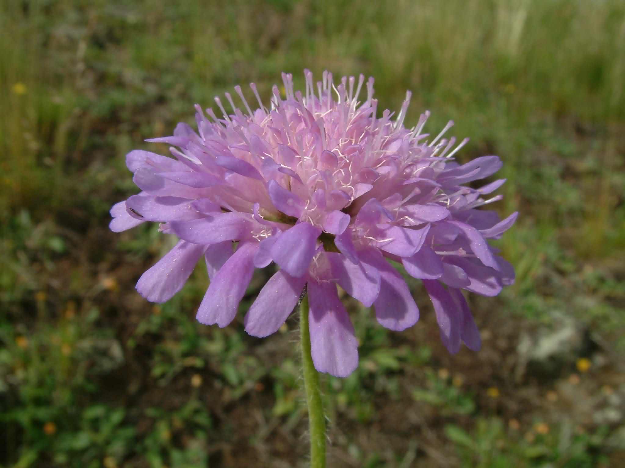 Knautia arvensis 4