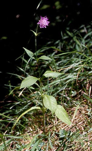 Knautia dipsacifolia 1