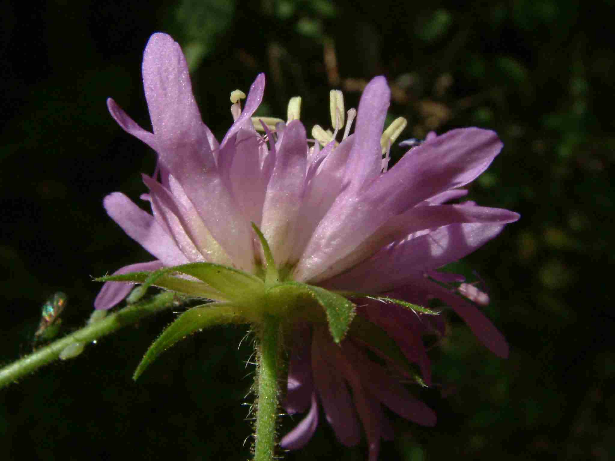 Knautia dipsacifolia 2