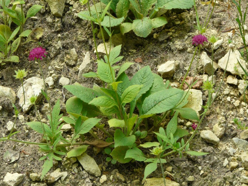 Knautia macedonica 1