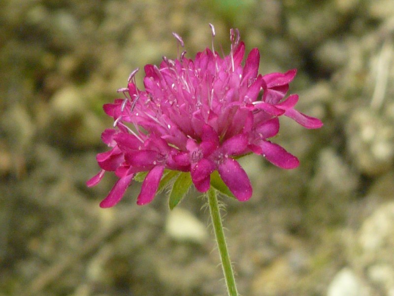 Knautia macedonica