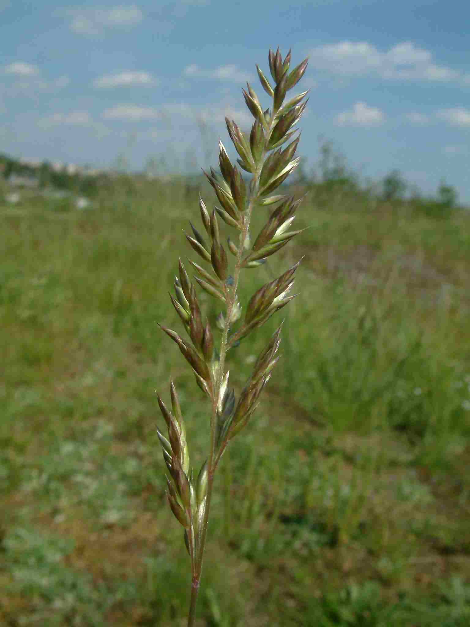 Koeleria macrantha 1