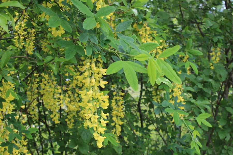 Laburnum anagyroides 1