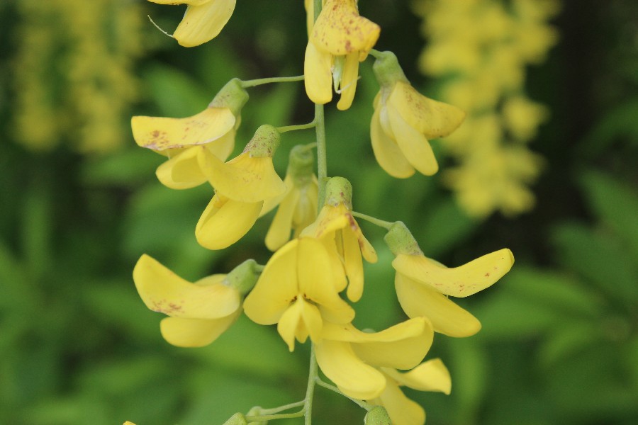 Laburnum anagyroides 2