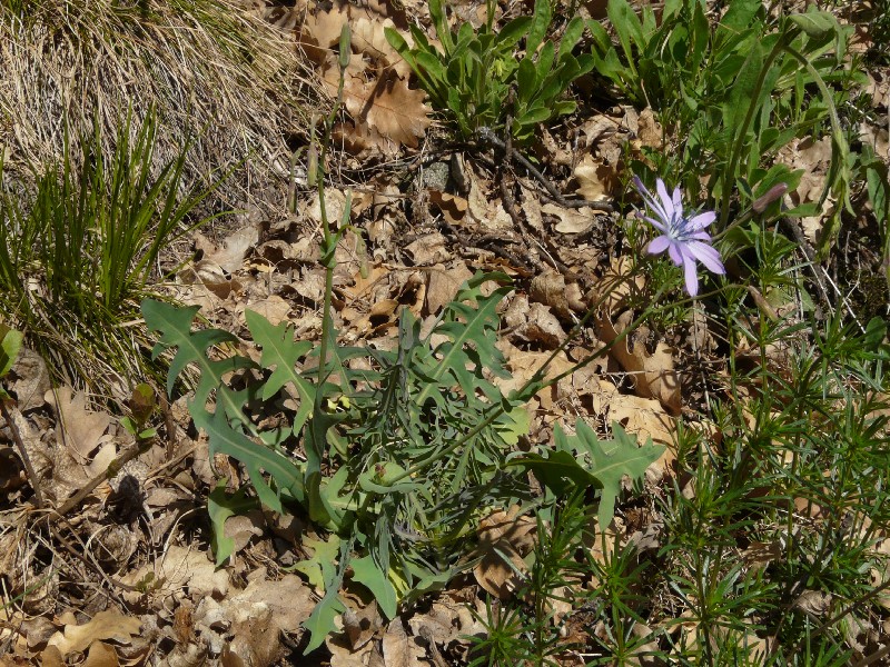 Lactuca perennis 1