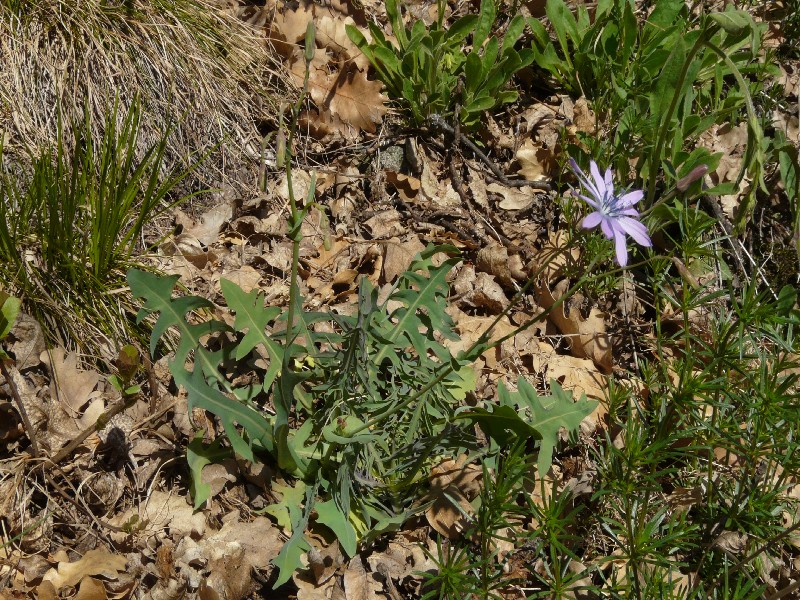 Lactuca perennis 1