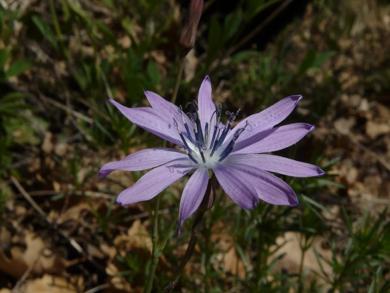 Lactuca perennis 2