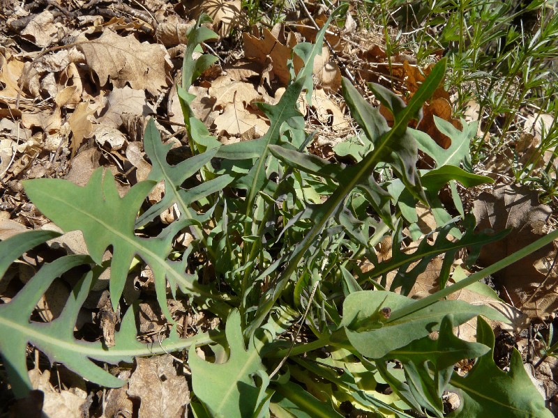 Lactuca perennis 4