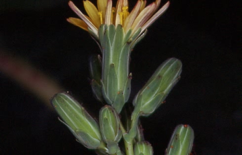 Lactuca serriola 2