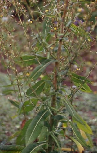 Lactuca serriola 1