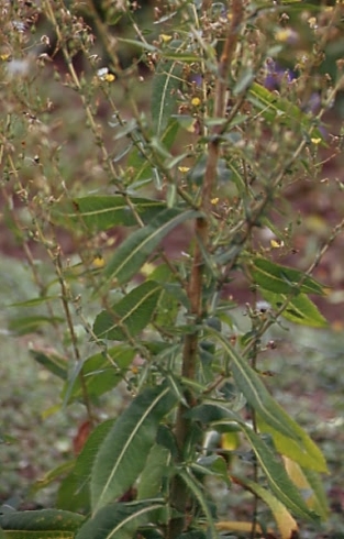 Lactuca virosa 2