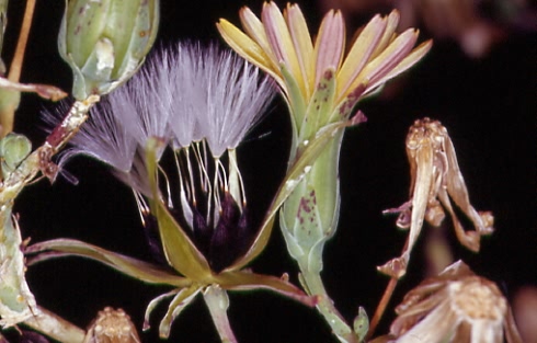 Lactuca virosa 1