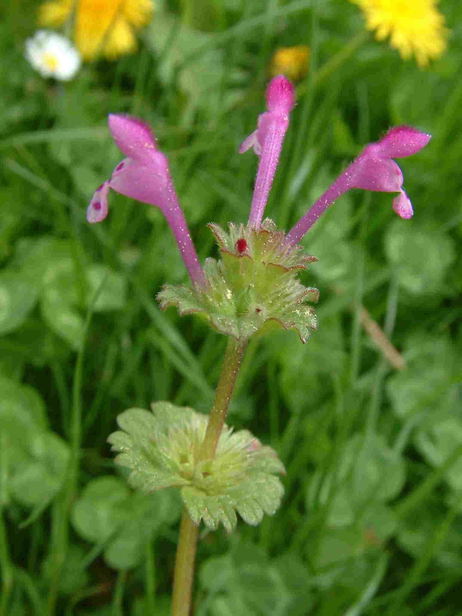 Lamium amplexicaule 1