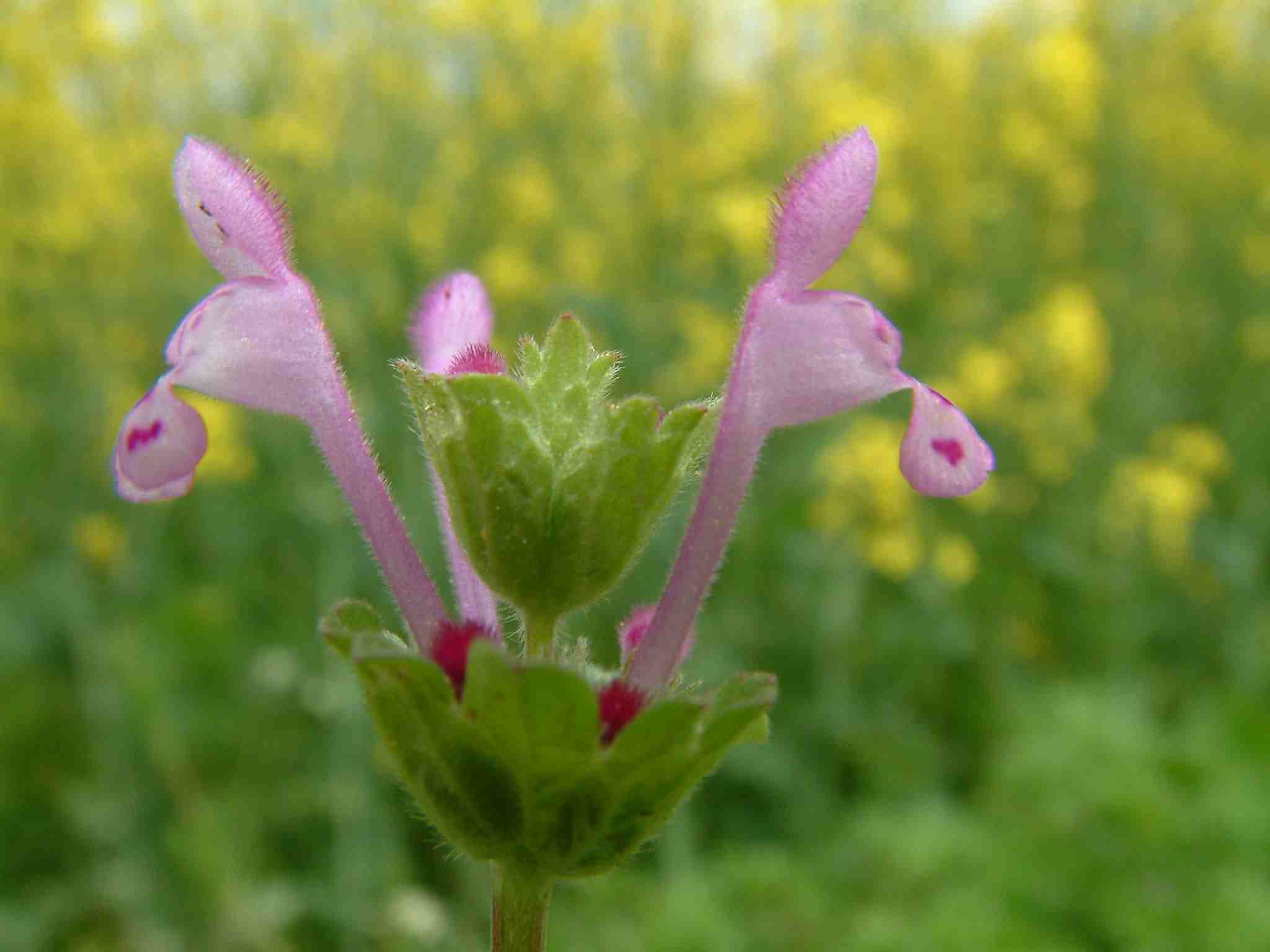 Lamium amplexicaule 2