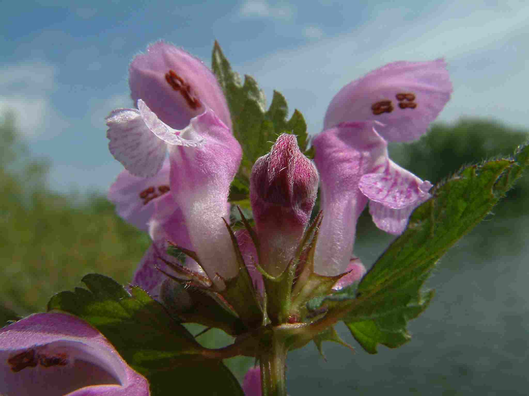 Lamium maculatum 1