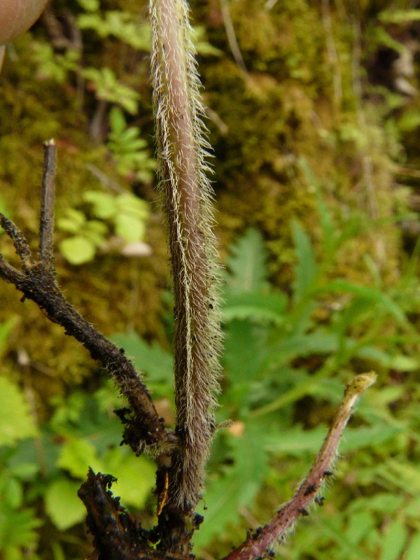 Lamium montanum 2