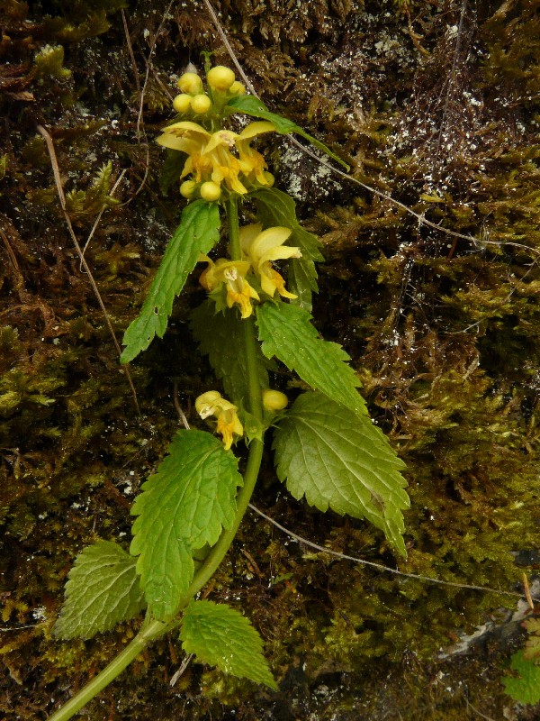 Lamium montanum 1