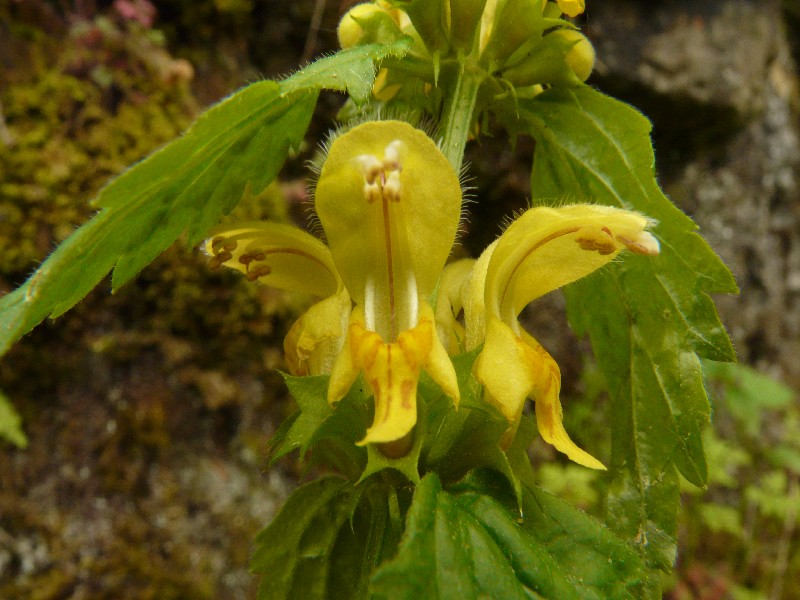 Lamium montanum 3