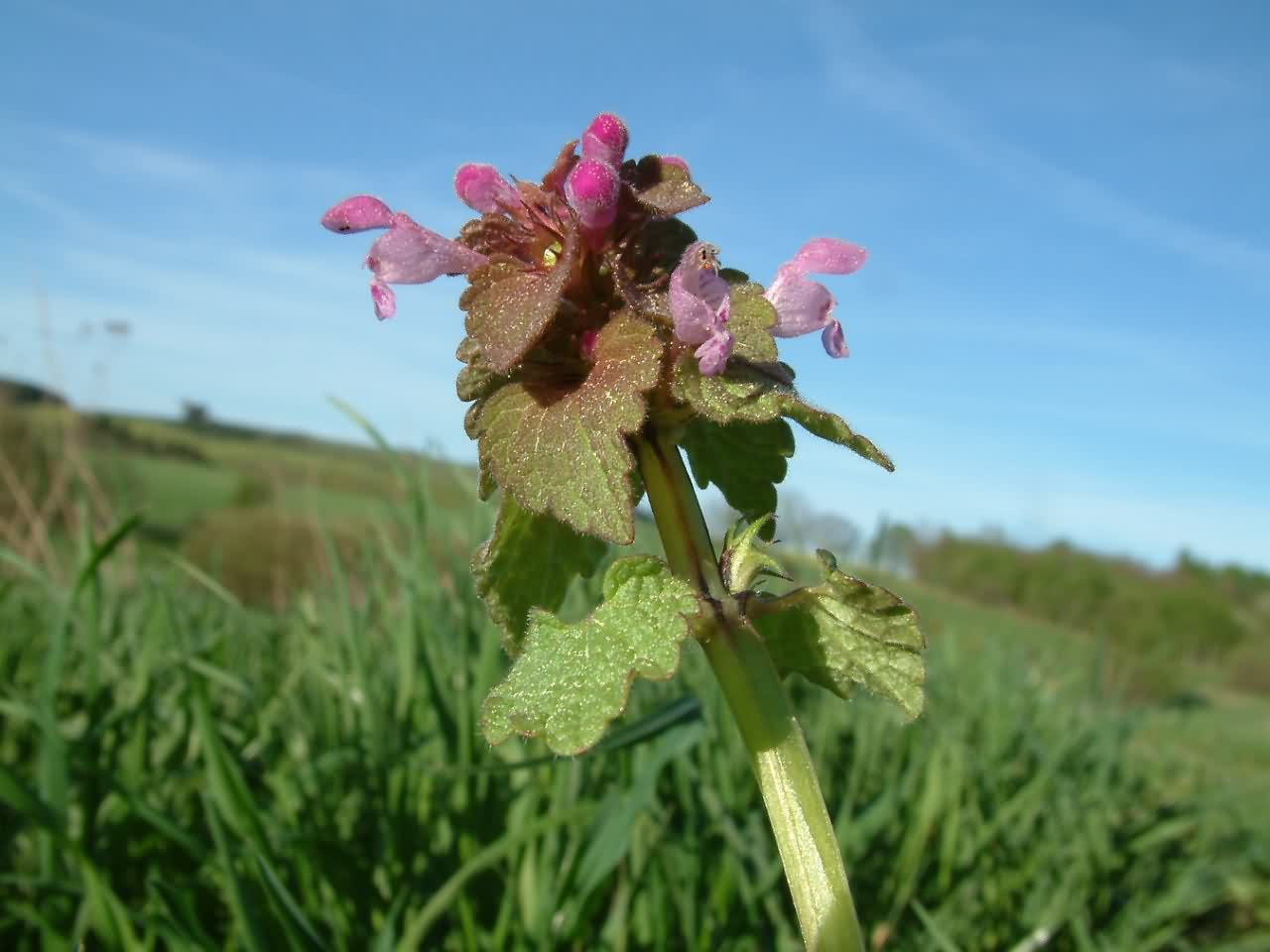 Lamium purpureum 1