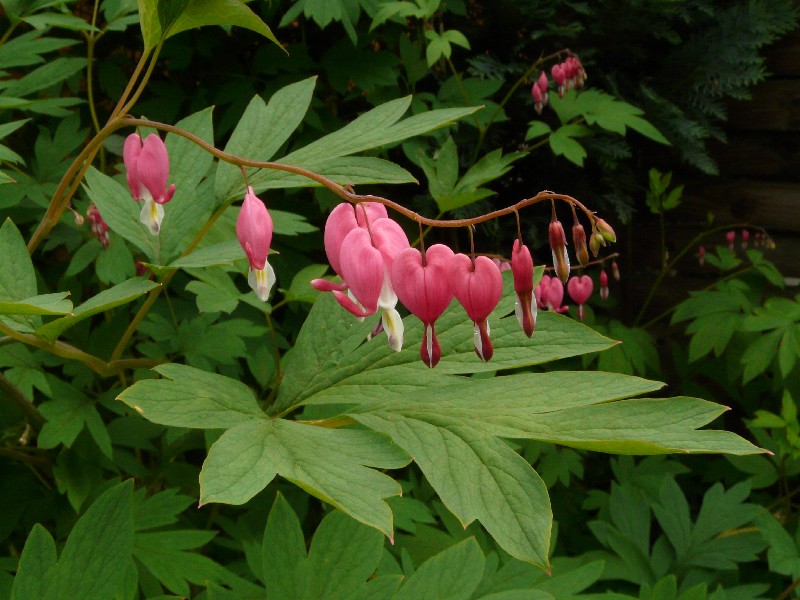 Lamprocapnos spectabilis 1