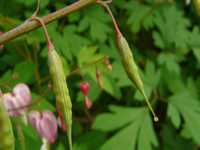 Lamprocapnos spectabilis 3