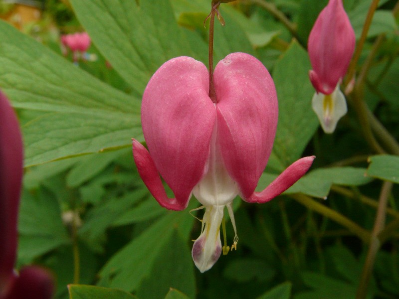 Lamprocapnos spectabilis 2