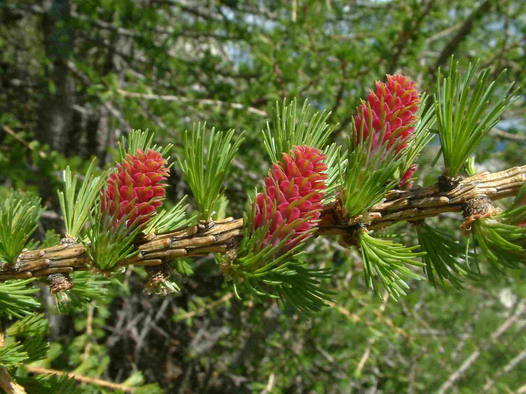 Larix decidua 1