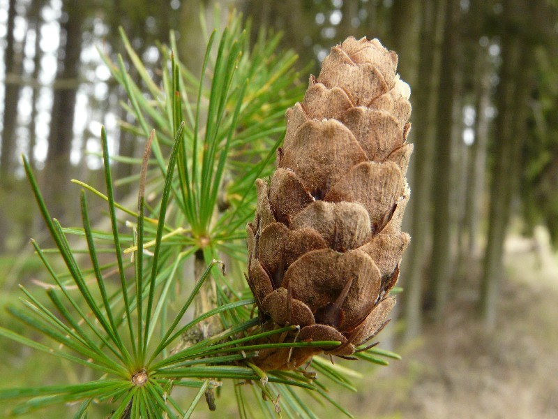 Larix decidua 2