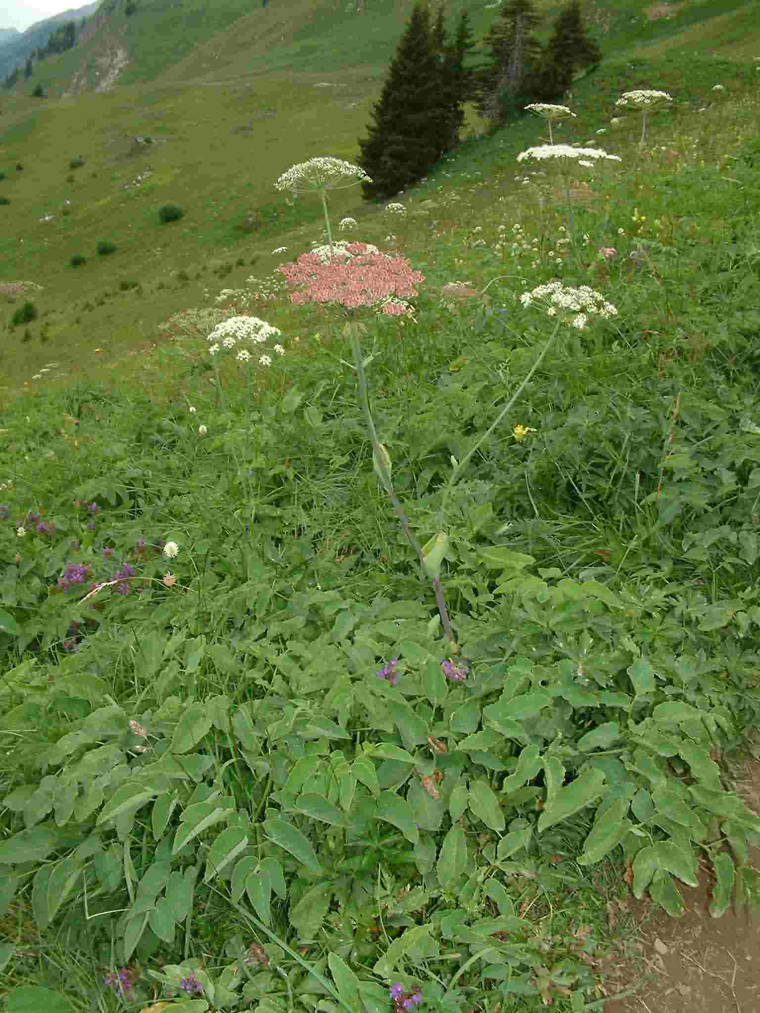 Laserpitium latifolium 1