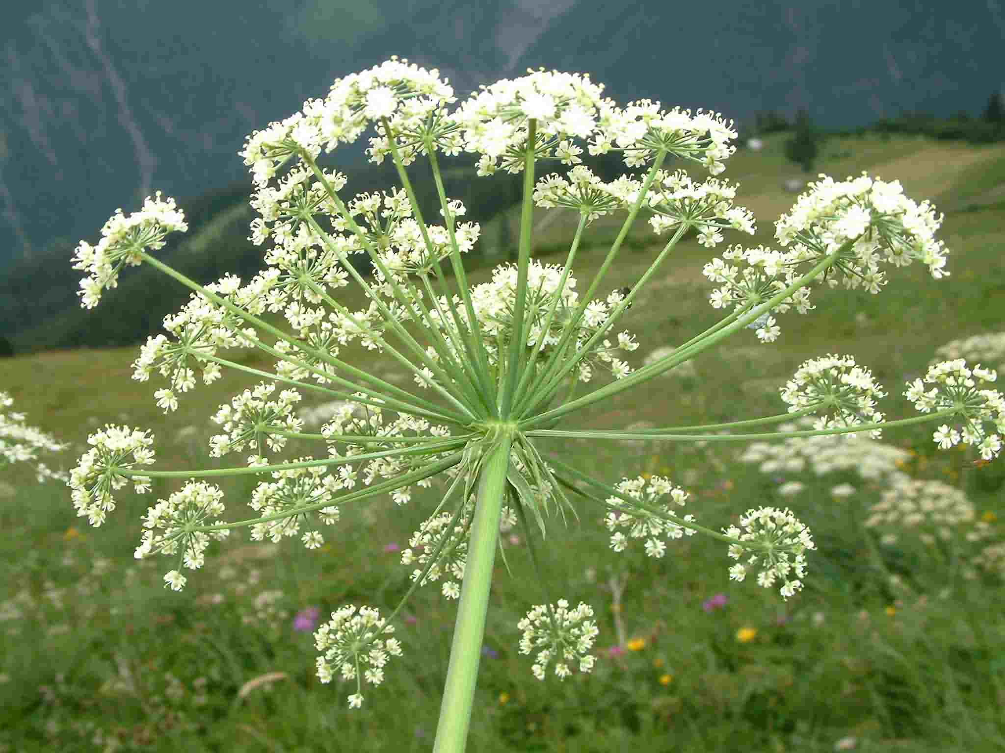 Laserpitium latifolium 2