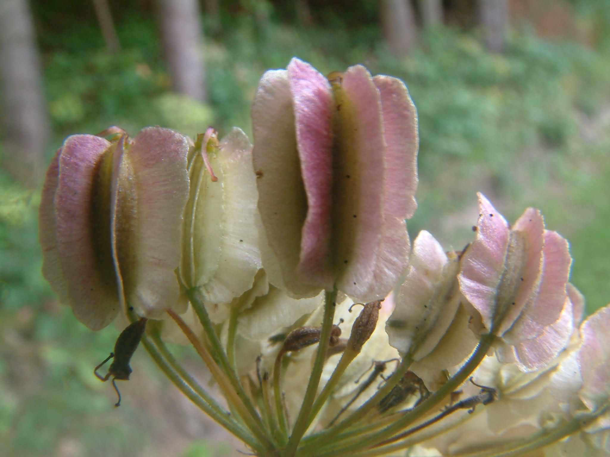 Laserpitium latifolium 3