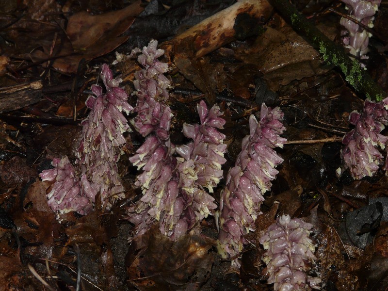 Lathraea squamaria 1