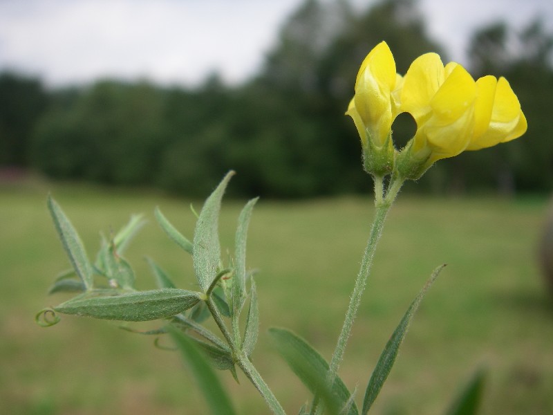 Lathyrus pratensis 2