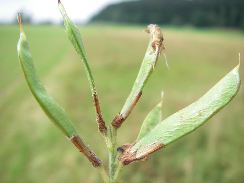 Lathyrus pratensis 3